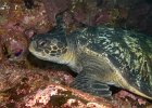 Mammals and Reptiles